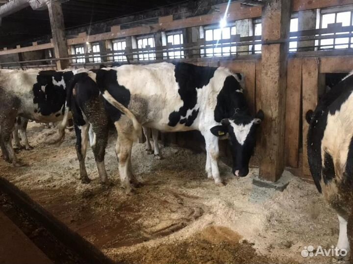 Нетели Черно-пестрой и Голштинизированной пород