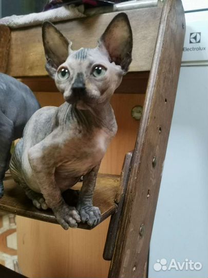 Канадский сфинкс