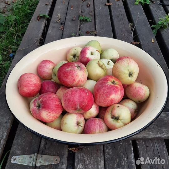 Яблоки домашние