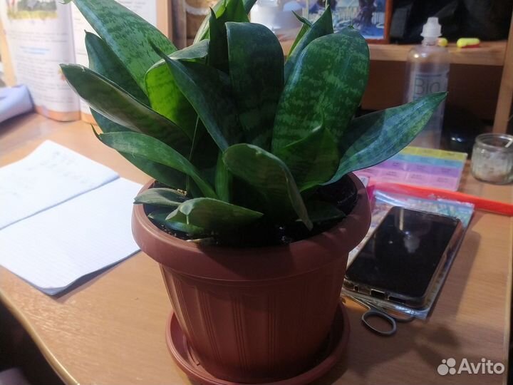 Сансивиерия ханни