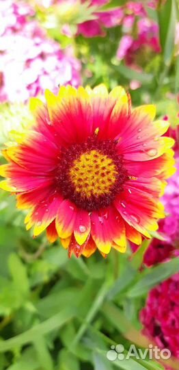 Садовые многолетние цветы