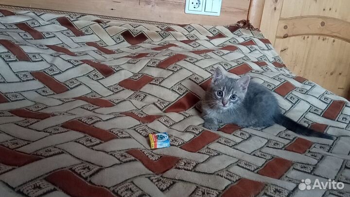 Отдам котика