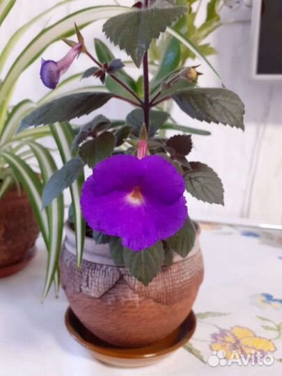 Россада цветы.Ахименес