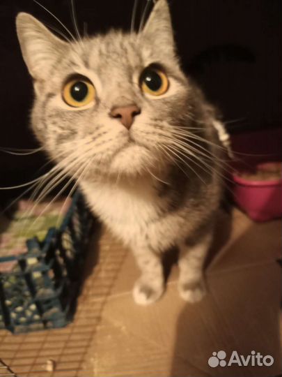 Стерилизованная кошечка в добрые руки