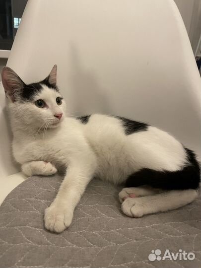 Котенок Дасти в добрые руки