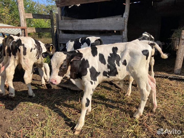 Бычки и телята