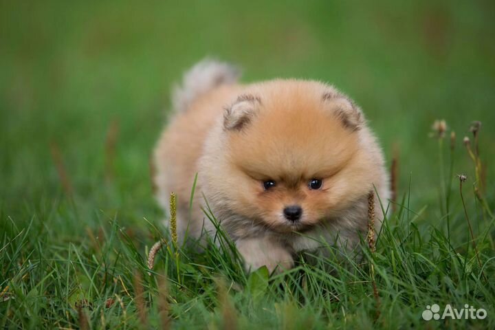 Щенки померанского шпица