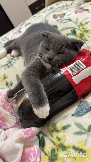 Кот шотландский