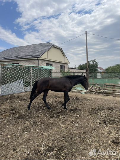 Годовалый жеребчик