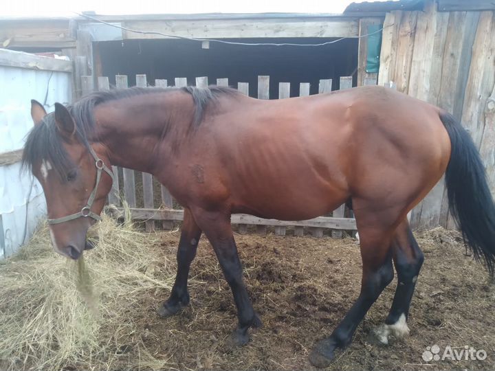 Продается жеребец, 4 года, обучен