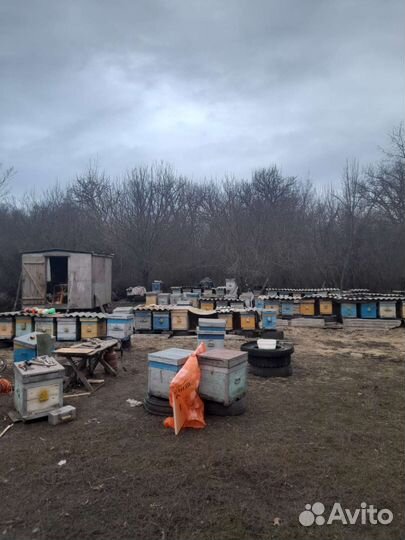 Пчелопакеты