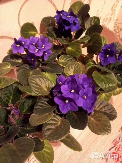 Узамбарская фиалка