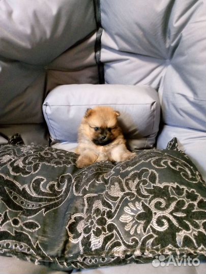 Щенки шпица