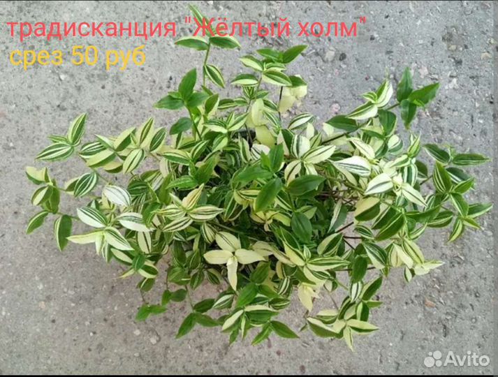 Традесканции сортовые