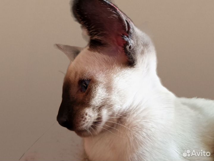 Ориентальный кот