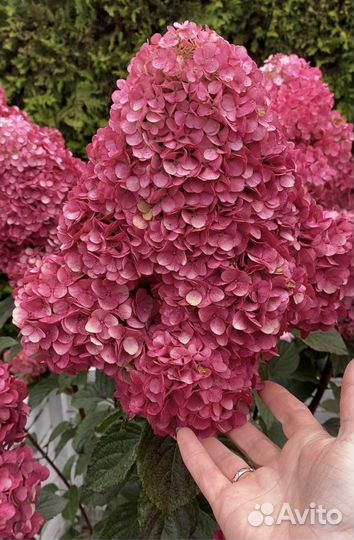 Декоративные растения оптом, гортензия