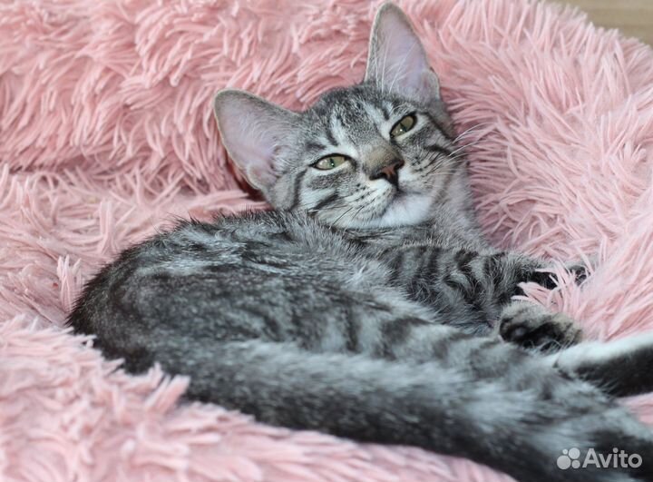 Малышка Грейси