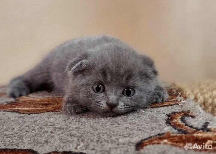 Шотландская вислоухая кошка