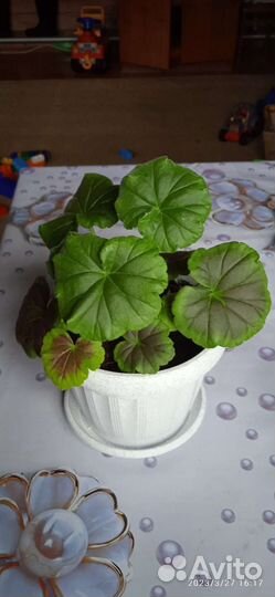 Комнатные цветы герань