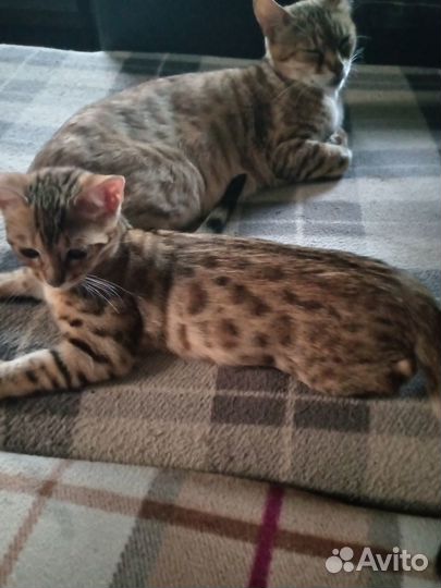 Бенгальский котёнок девочка