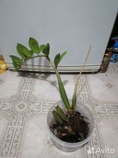 Замиокулькас