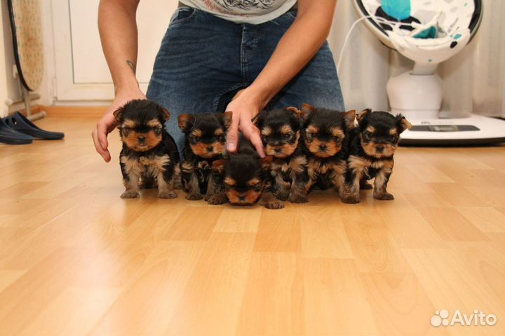 Беби фейс мини и Микро йорки