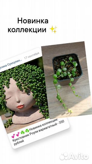 Суккуленты / малышня