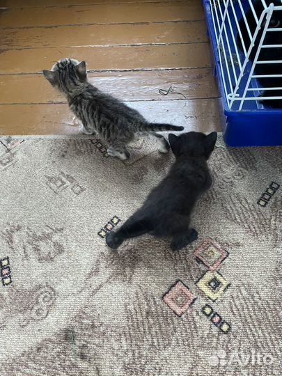 Кошка в дар