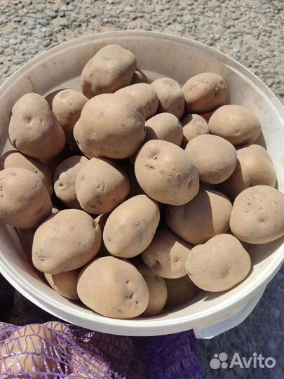 Семенной картофель синеглазка, василёк и белароса