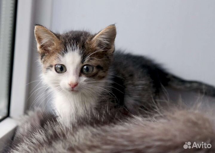Котёнок ищет дом