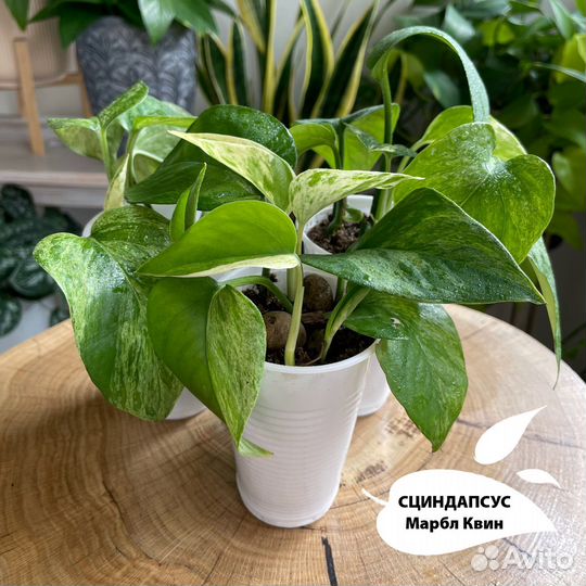 Сциндапсус Марбл Квин