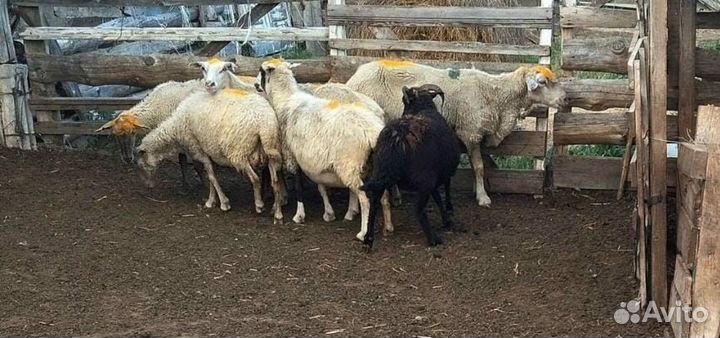 Продам овец