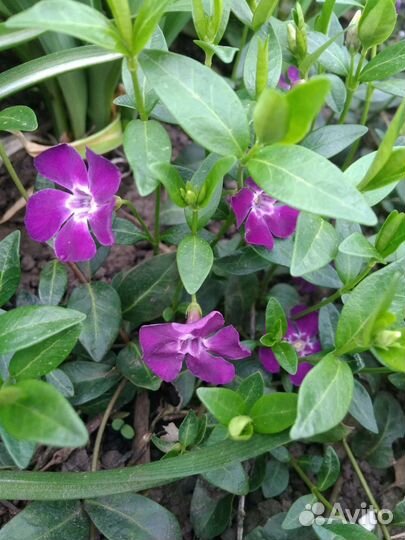 Почвопокровные: барвинок и флокс шиловидный