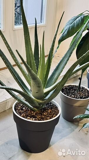 Фикусы эластика, алоэ