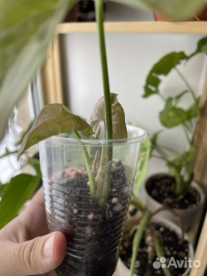 Сингониум пинк