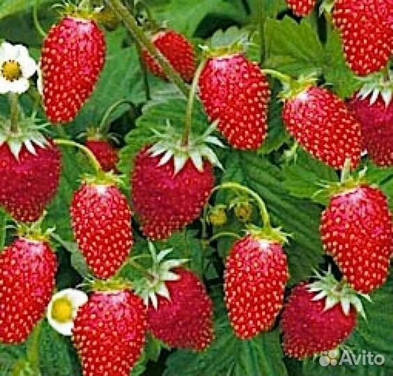 Саженцы земляники мелкоплодной