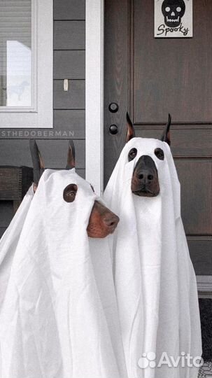 Собаки щенки добермана