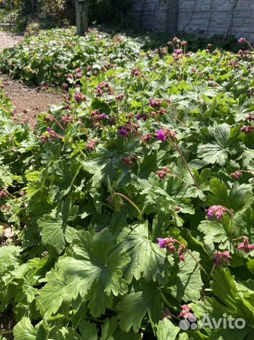 Герань Садовая многолетняя