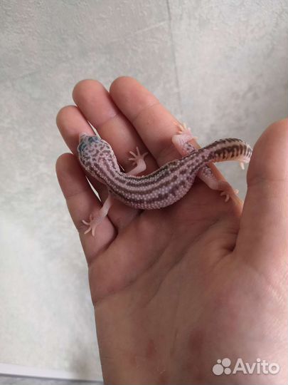 Геккон эублефар