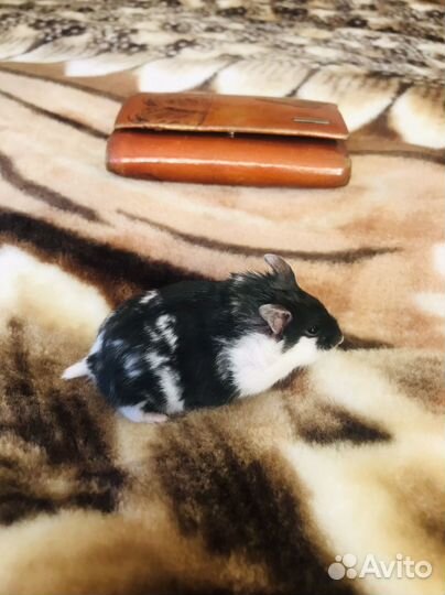 Питомник хомячков кэмпбелла