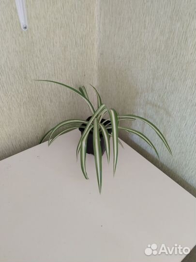 Комнатные растения