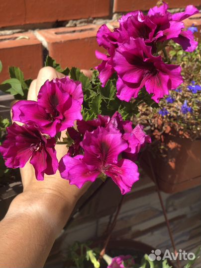 Королевская пеларгония