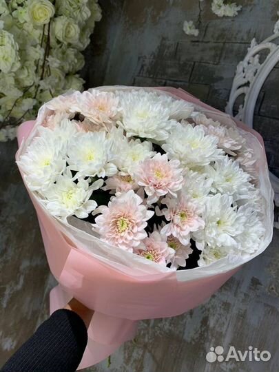 Хризантема кустовая оптом и в розницу Красноярск