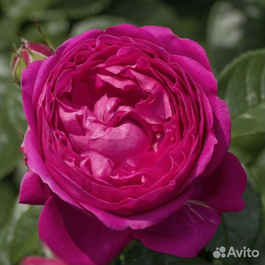 Роза Анушка (1 саженец)