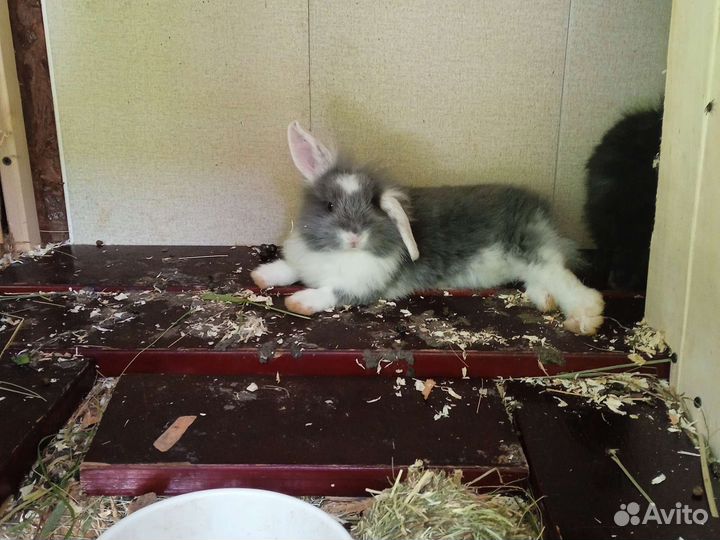 Карликовые крольчата барашки