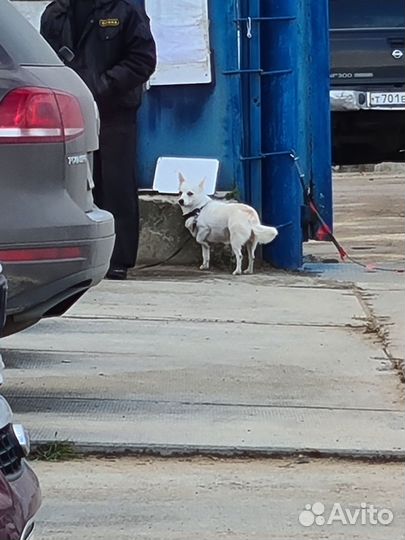 Собака в добрые руки