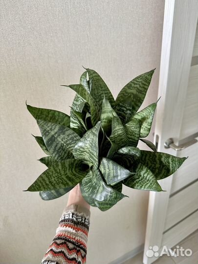 Сансевиерия ханни пышный куст