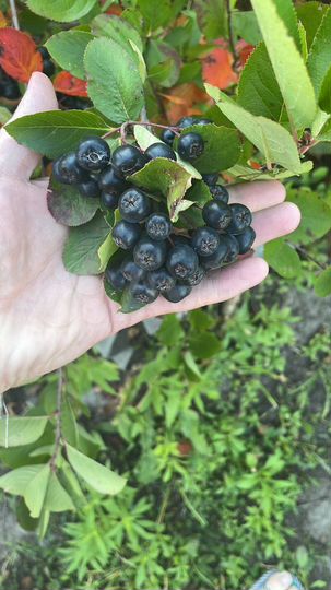 Дача 24 м² на участке 6 сот.