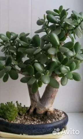 Толстянка (денежное дерево)