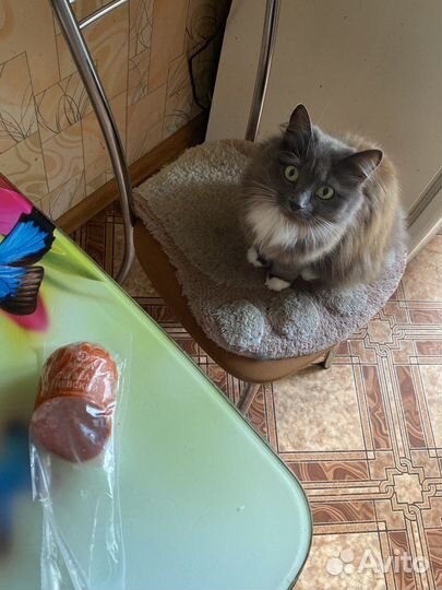 Кошка бобтейл